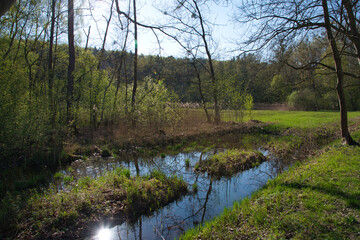 Fototapeta na wymiar Frühling am Waldrand mit Moor