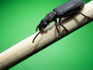 Amara aulica is a species of beetle of the genus Amara in the Harpalinae subfamily
