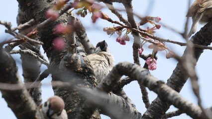 野鳥と花
