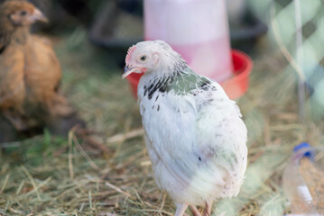 Sussex chicken female hen backyard farm
