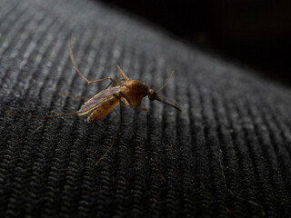 Pictures of mosquito on a black background
