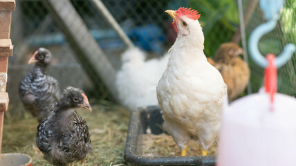 Hybrid chicken  male and female chicken in the backyard farm