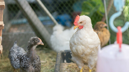 Hybrid chicken  male and female chicken in the backyard farm