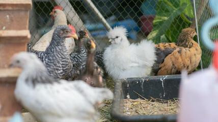 Cute silky chicken black and white backyard farm