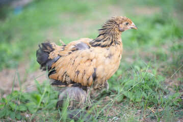 Golden giant cochin hen chicken pullet in the backyard  farm