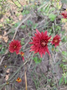 Hardy chrysanthemums are easy-to-grow perennials in the Asteraceae family. 