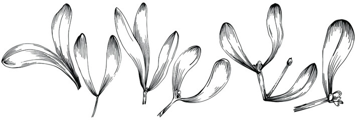 Mistletoe sketch drawing illustration. Carob tree nature engraved style illustration. Detailed plants product. The best for design logo, menu, label, icon, stamp.