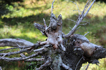 alte Baumwurzel in Form eines Tieres