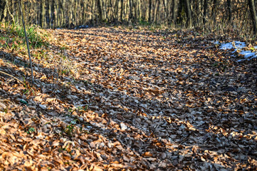 Obraz na płótnie Canvas A forest path covered with leaves in nature. Hiking trail in the mountains during sunny winter day. 