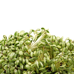 Black bean sprouts on white background