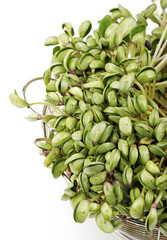 Black bean sprouts on white background