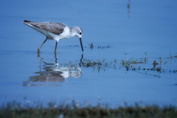 Marsh sandpiper foraging in river water. Tringa stagnatilis.