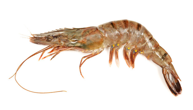 shrimps on a white background 