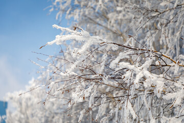 frost on trees in Siberian winter