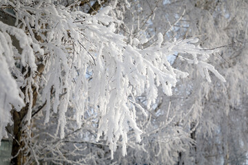 frost on trees in Siberian winter