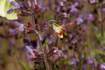 Esfinge Colibrí © Daniel