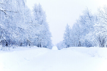 A frosty winter day, snow falls, cloudy weather. The white road is surrounded by a cold winter forest. The trees in the frost bent from the weight. Winter background with a place for copyspace text