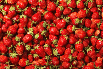 Top view of red ripe fresh strawberries. Food background. Lots of tasty berries.