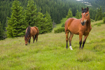 Two brown horses graze on mountain meadows