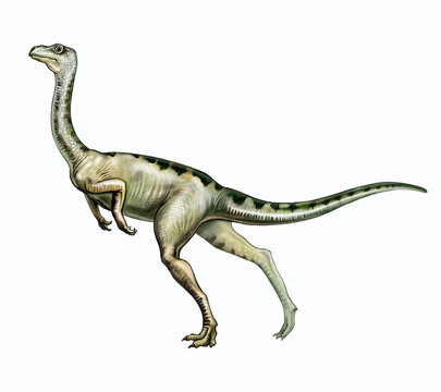 Ornithomimus, dinosaur