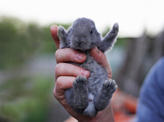  The rabbit is held in the hand of a man. - 484157885