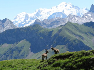 Haute Savoie, Mont Blanc, Bouquetin