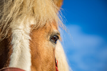 Horse head close-up. The horse's gaze. The eye of a beautiful horse on a blue sky background close-up.