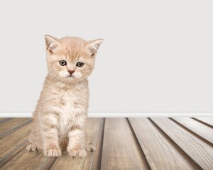 Small cute kitten sitting and looking away