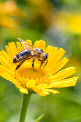 Bee - Apis mellifera - pollinates ox-eye - Thalictrum flavum