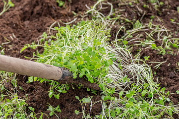 Improving soil structure with green manure. Mustard crops. The concept of organic green fertilizers in agriculture.