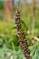 Red Hot Poker