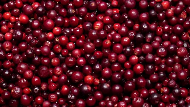 Fresh red lingonberries rotation background