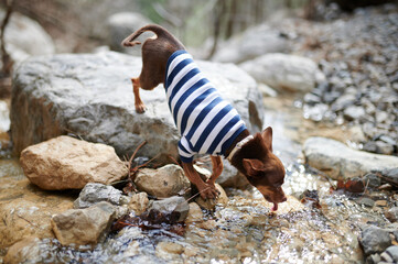 Toy Terrier in woods on rock near stream