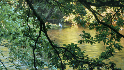 reflection of trees in water