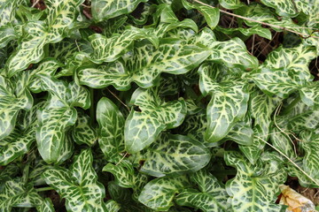 Arum italicum also known as Italian lords and ladies an invasive ground cover plant - 484161269