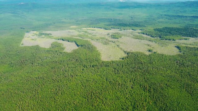 Aerial view of wooded area, bald patch of fallen trees in swamped or arid place. Forest panorama, landscape taken by drone. Deforestation, extraction of timber, restoration, protection of environment