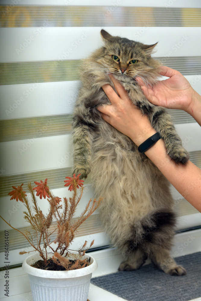 Wall mural beautiful brown fluffy siberian cat