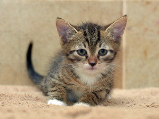 cute brown and white tabby kitten