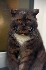 sad gray and white cat with orange eyes