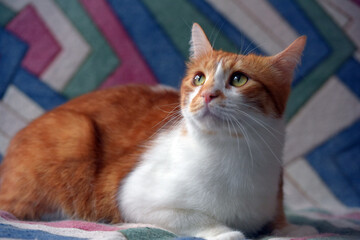 Fototapeta na wymiar beautiful red and white shorthair cat