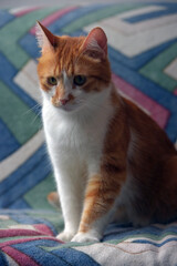 beautiful red and white shorthair cat