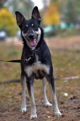 black and brown dog mongrel at animal shelter