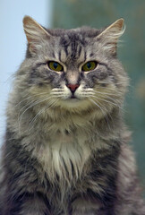 Naklejka na ściany i meble fluffy gray cat with green eyes