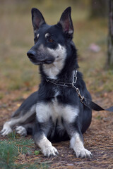 black and brown dog mongrel at animal shelter