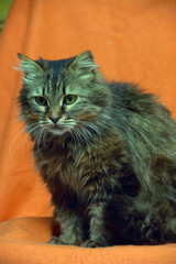fluffy siberian cat on a ginger background
