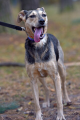 mongrel dog brown and gray sticking out his tongue, pleased