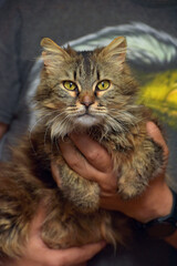 brown fluffy siberian cat in hands