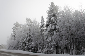 Siberian forest in winter. Huge trees in snow caps.