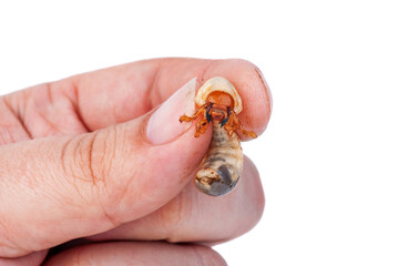 Beetle worm in a hand isolated on a white background