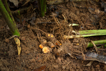 Farmer harvesting fresh organic turmeric roots uprooting herb working field Indian rural village...